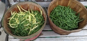 Green and yellow beans